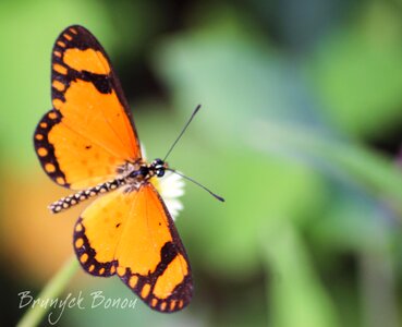 Papillon butterfly Bénin photo