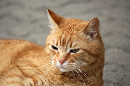 Orange grumpy cat photo