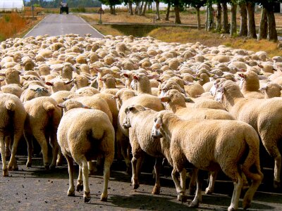 Flock wool herding
