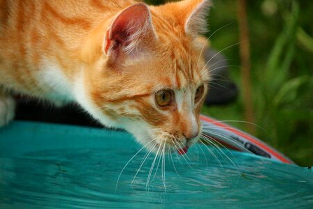 Adorable animal cat