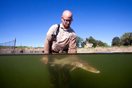 Fishery biologist surveys a Pallid sturgeon-1 photo