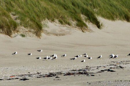 Beach coast coastline photo