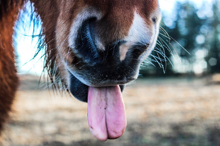 Horse Nostrils Closeup photo
