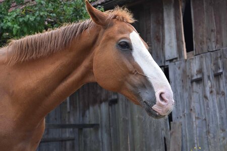 Animal cavalry daylight