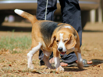Beagle Cute Dog photo