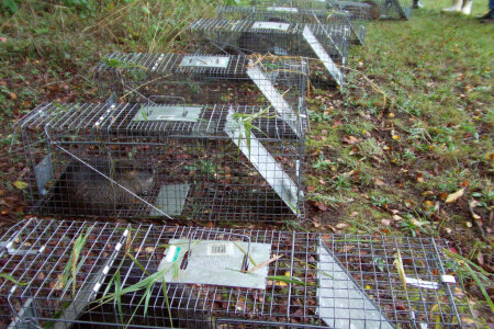 Trapped Nutria photo