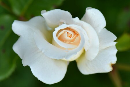 Nature macro white rose