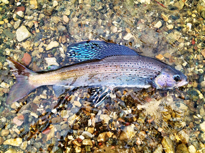 Arctic Grayling-1 photo