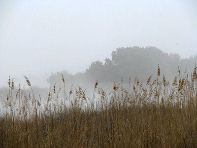 Misty sunset at Chincoteague National Wildlife Refuge