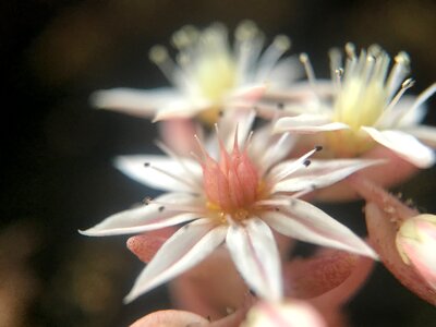 Macro of Delicate Light Pink Flower photo