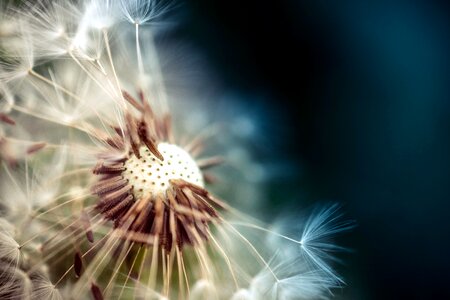 Dandelion flora flower photo