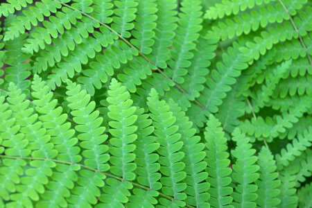 Fern foliage -1