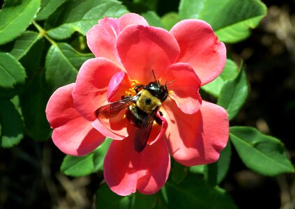 Insect pollen plant