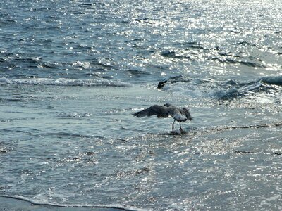 Seagull bird sea gull photo
