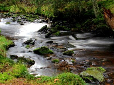 South bohemia trees flowing