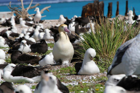 Nesting Short-tailed albatross cover Midway Atoll