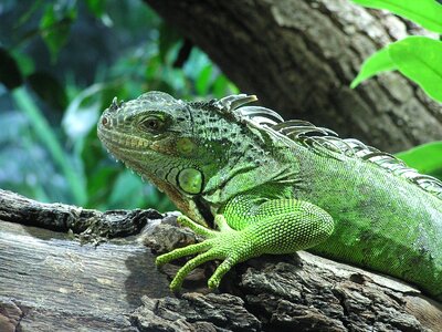 Animals reptile animal photo