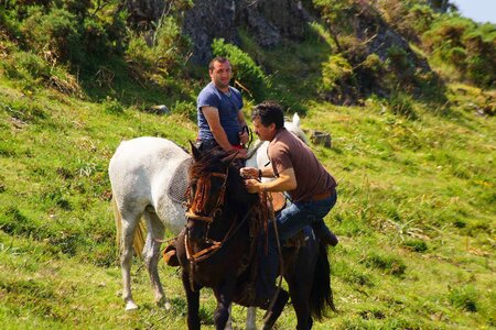 Animal animals cavalry photo