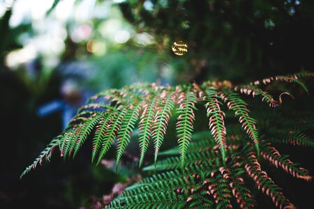 Leaves nature park