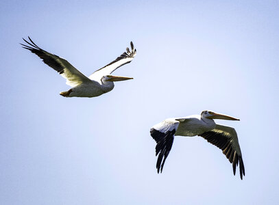 Two pelicans in flight over the marsh photo