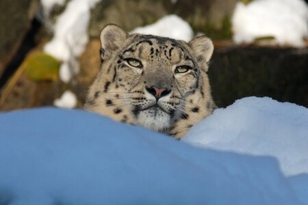 Zoo leopard big cat photo