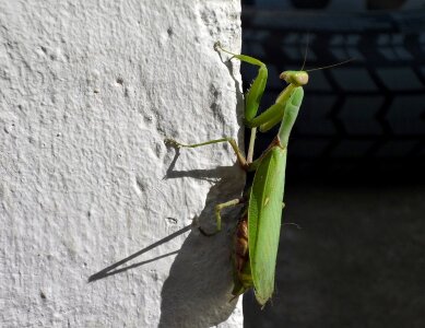 Praying mantis wall noon photo