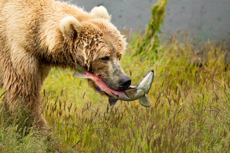 Kodiak bear with fish