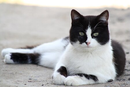 Pets pet cat eyes