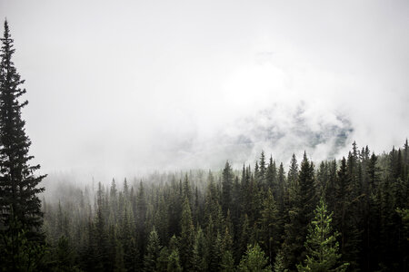 Pine Forest with trees and fog in Banff National Park photo