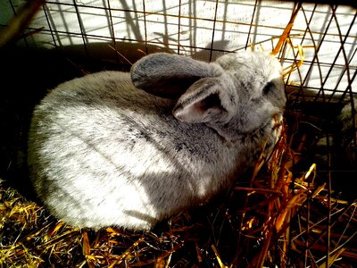 Bunny cute 