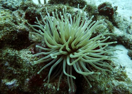 White ocean underwater