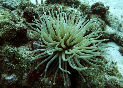 White ocean underwater photo