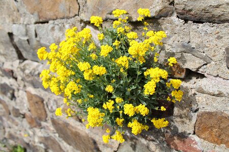 Wall plant blossom bloom