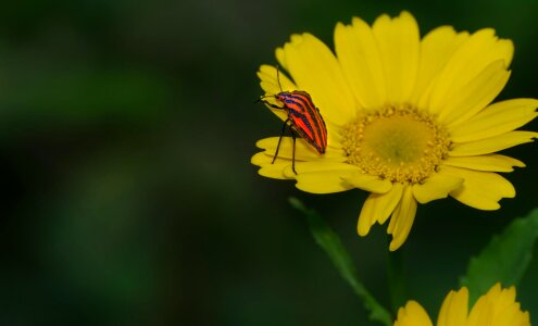 Animal arthropod beautiful