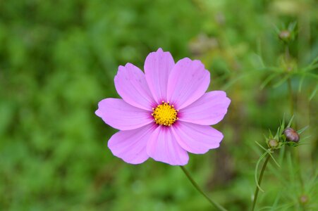 Garden bloom nature photo