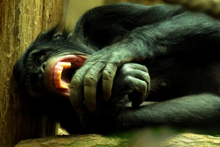 Chimpanzee zoo animal