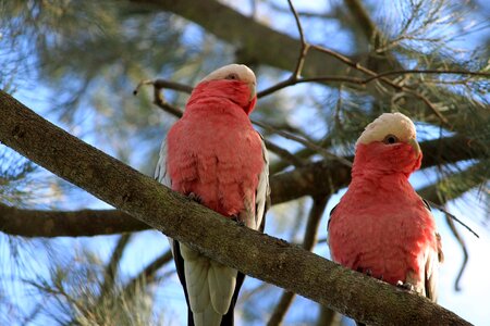 Galah australia pair