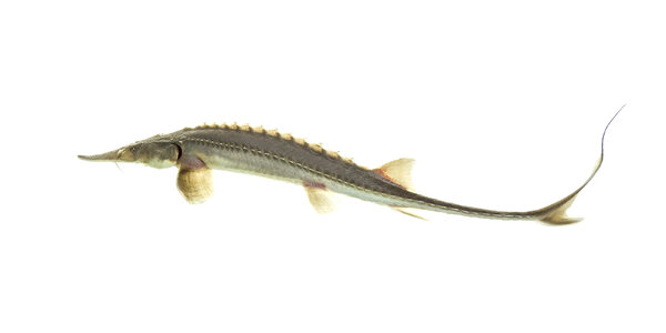 Pallid sturgeon juvenile yearling photo