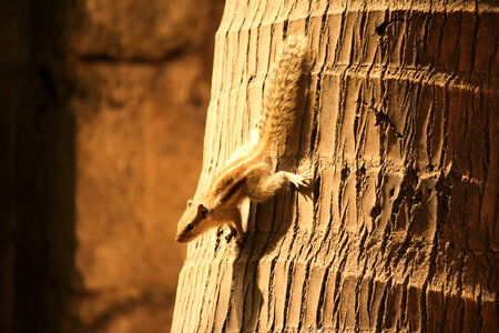 Squirrel Coconut Tree photo