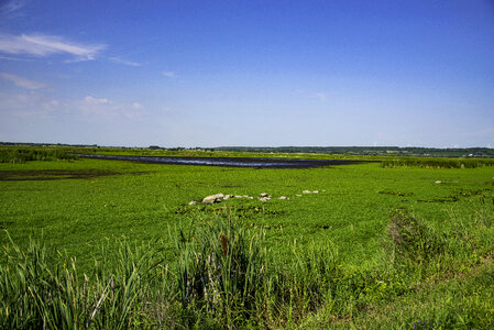 Marsh and Green Grass at Horicon Marsh photo