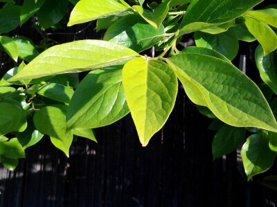 Water plant natural photo