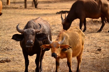 Mammal cattle bovine photo