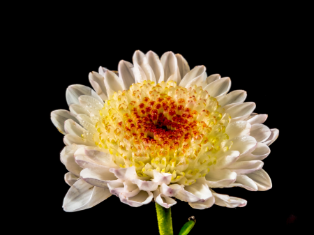 Bloom flower white yellow red