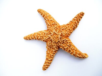 Dried decorative marine