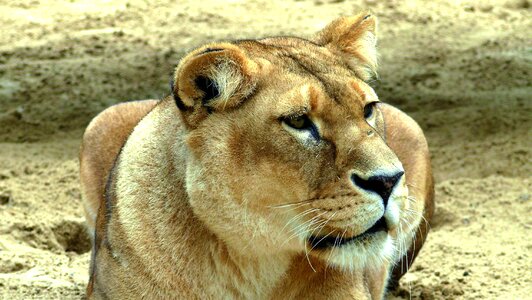 Lioness savannah nature photo