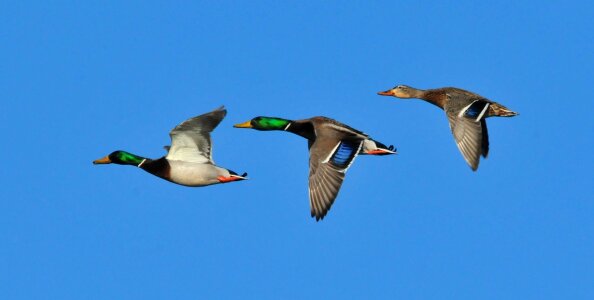 Wildlife nature flying photo