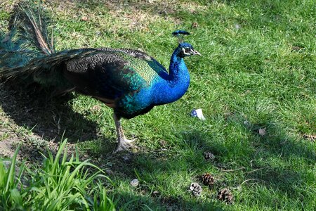 Wildlife bird peacock photo
