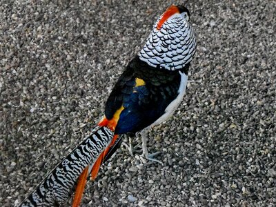 Colourful pheasant tail