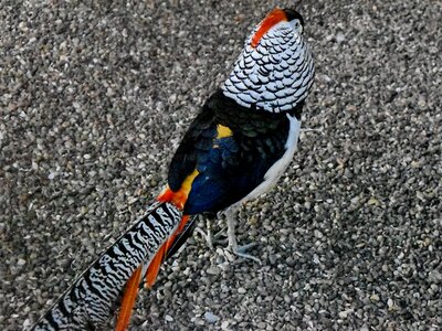 Colourful pheasant tail photo