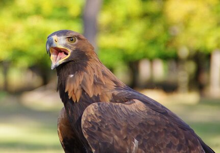 Golden eagle close up cry